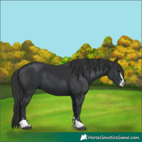 Horse Color:Black 