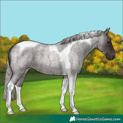 Horse Color:Silver Brown Roan Tobiano 