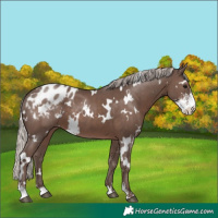 Horse Color:White Spotted Silver Black Sabino Appaloosa