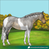 Horse Color:Silver Buckskin Roan Tobiano 