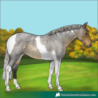 Horse Color:Silver Buckskin Roan Tobiano