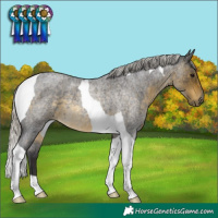 Horse Color:Silver Buckskin Roan Tobiano 