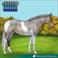 Horse Color:Silver Buckskin Roan Tobiano