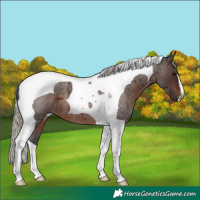 Horse Color:Silver Brown Roan Tobiano