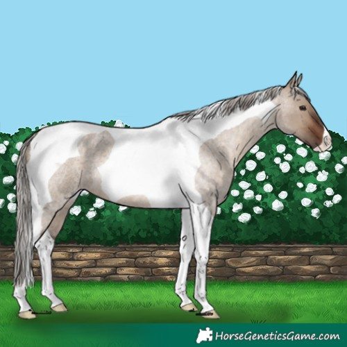 Horse Color:Silver Brown Roan Dun Tobiano