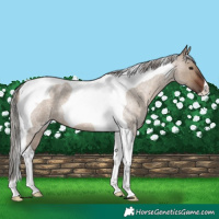 Horse Color:Silver Brown Roan Dun Tobiano