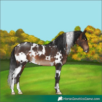 Horse Color:White Spotted Brown 