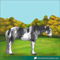 Horse Color:White Spotted Black Splash Tobiano Frame Varnish 
