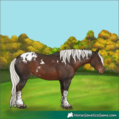 Horse Color:White Spotted Liver Chestnut Mushroom Tobiano Appaloosa Rabicano 