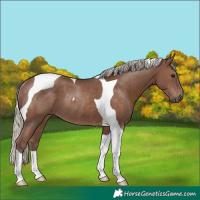 Horse Color:Silver Black Tobiano Rabicano