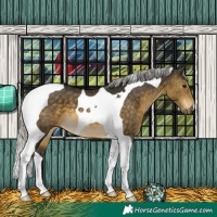 Horse Color:Silver Buckskin Tobiano 