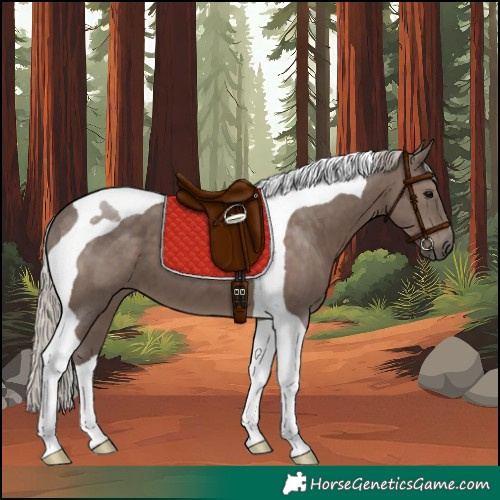 Horse Color:Silver Black Tobiano 