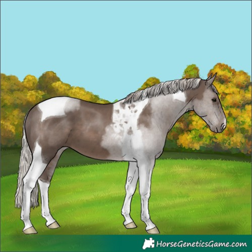 Horse Color:Silver Black Tobiano 