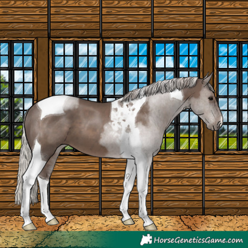Horse Color:Silver Black Tobiano 