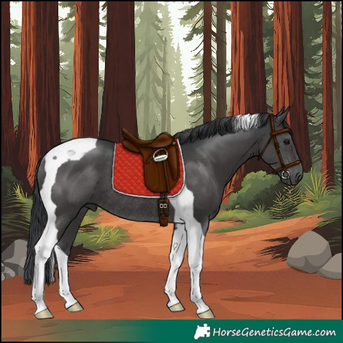 Horse Color:Black Tobiano Rabicano 