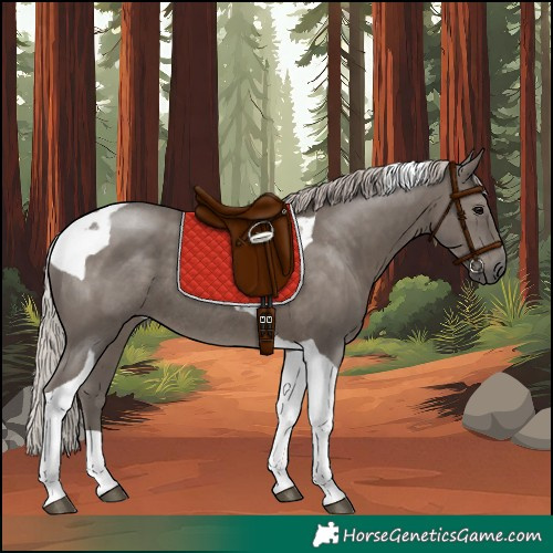 Horse Color:Silver Black Tobiano Rabicano 