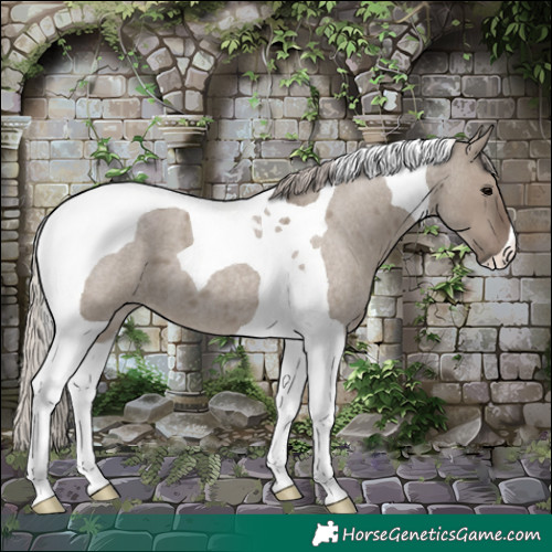 Horse Color:Silver Grullo Roan Tobiano 