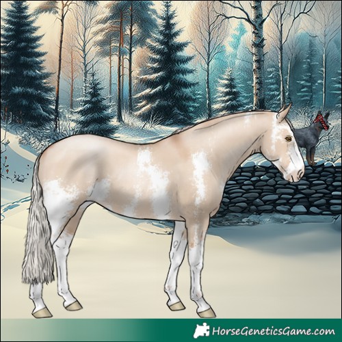 Horse Color:Silver Grullo Pearl Sabino 