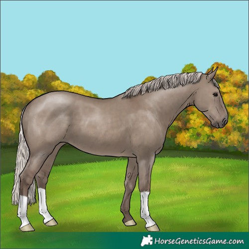 Horse Color:Silver Grullo