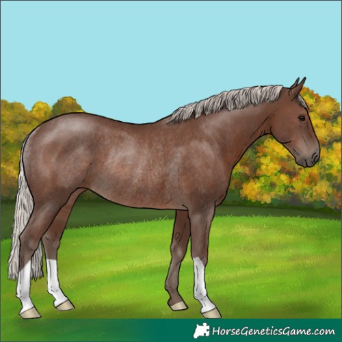 Horse Color:Silver Black Rabicano 