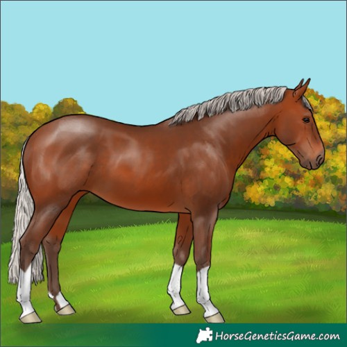 Horse Color:Silver Brown 