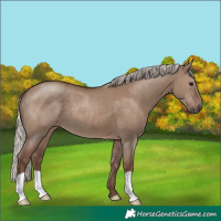 Horse Color:Silver Grullo 