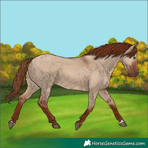 Horse Color:Red Dun 
