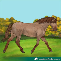 Horse Color:Red Dun
