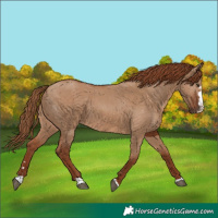Horse Color:Red Dun
