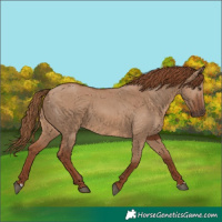 Horse Color:Red Dun