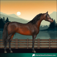 Horse Color:Gray Bay 