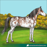 Horse Color:Brown Sabino