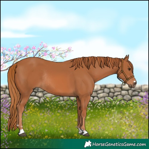 Horse Color:Chestnut Rabicano 