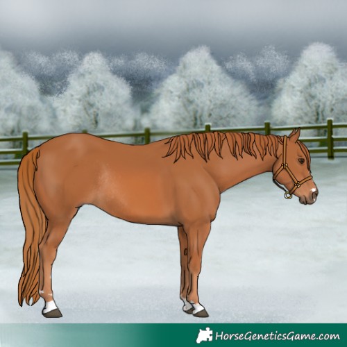 Horse Color:Chestnut Rabicano 