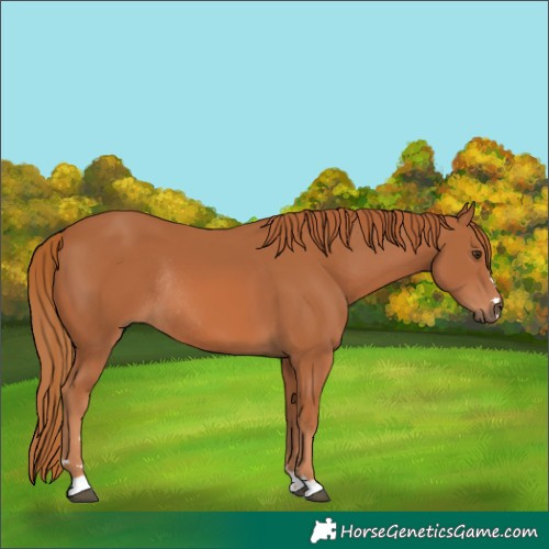 Horse Color:Chestnut Rabicano 