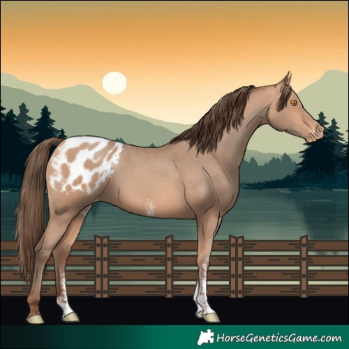 Horse Color:Amber Champagne Sabino Appaloosa Rabicano 