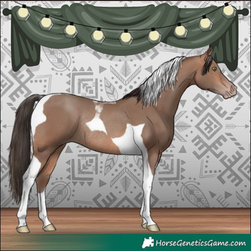 Horse Color:Amber Champagne Tobiano Rabicano 