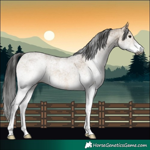 Horse Color:Gray White Spotted Bay Dun 