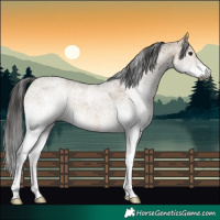Horse Color:Gray White Spotted Bay Dun 