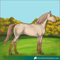 Horse Color:Red Dun