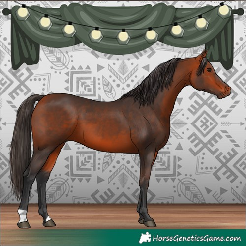 Horse Color:Bay 