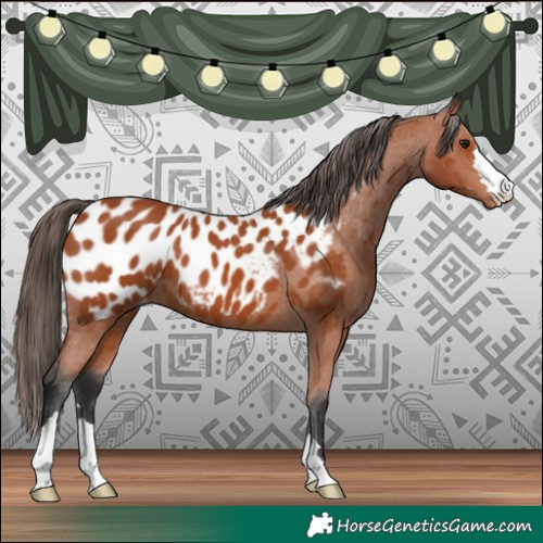 Horse Color:Bay Near Leopard