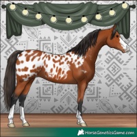 Horse Color:Bay Appaloosa 