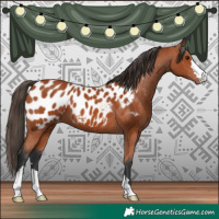 Horse Color:Bay Appaloosa 