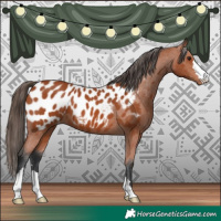Horse Color:Bay Appaloosa