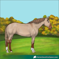 Horse Color:Red Dun Appaloosa 