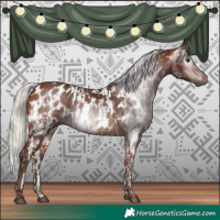 Horse Color:Gray White Spotted Silver Bay and Silver Bay Appaloosa