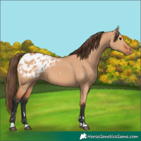 Horse Color:Bay Dun Appaloosa
