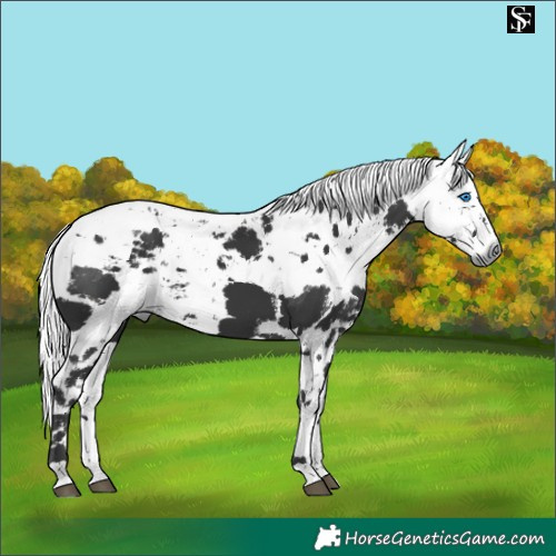 Horse Color:Black Harlequin Merle 