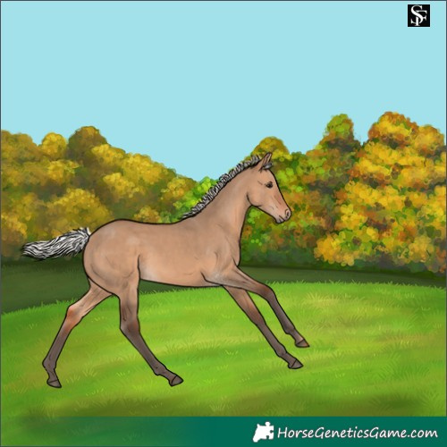 Horse Color:Silver Brown Dun 
